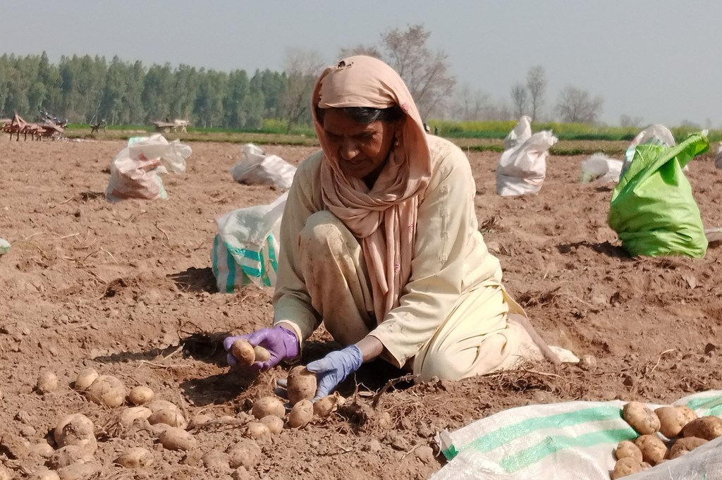 Une femme récoltant des pommes de terre dans un champ au Pakistan.