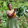 Rhoda Lukaria akivuna mboga za majani, zilizolimwa kwa kutumia mbinu za kilimo bunifu kinachozingatia tabianchi, kutoka shamba la familia yao katika kaunti ya Laikipia, nchini Kenya.