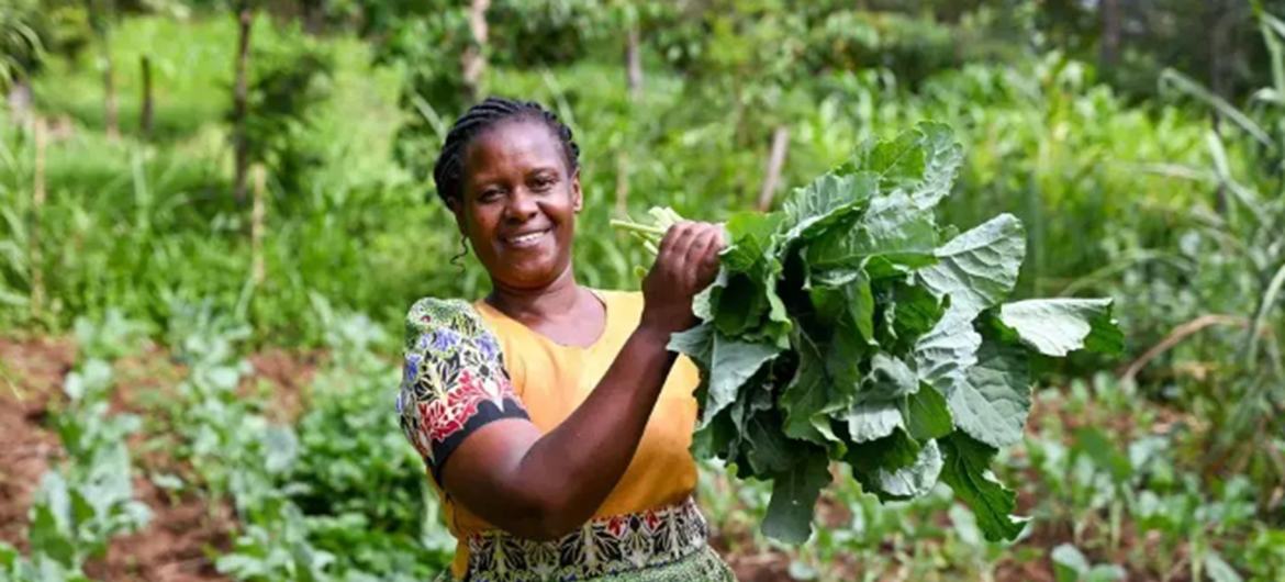 Rhoda Lukaria akivuna mboga za majani, zilizolimwa kwa kutumia mbinu za kilimo bunifu kinachozingatia tabianchi, kutoka shamba la familia yao katika kaunti ya Laikipia, nchini Kenya.
