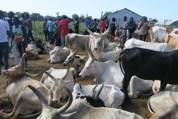 Kliniki pekee ya mifugo huko Bor, Sudan Kusini, inayosimamiwa na daktari wa UNMISS kutoka Jeshi la India.