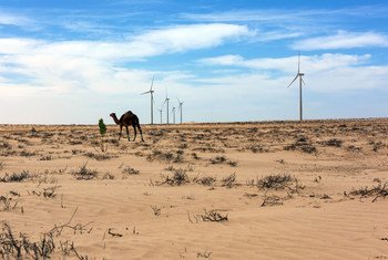 Un chameau dans un parc d'éoliennes aux environs de Nouakchott, la capitale de la Mauritanie.