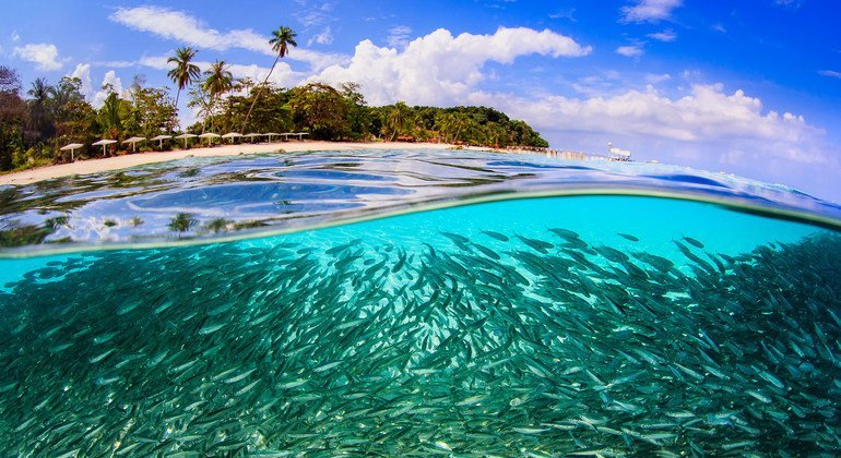 A school of fish gathers off Lang Tengah Island, Malaysia.