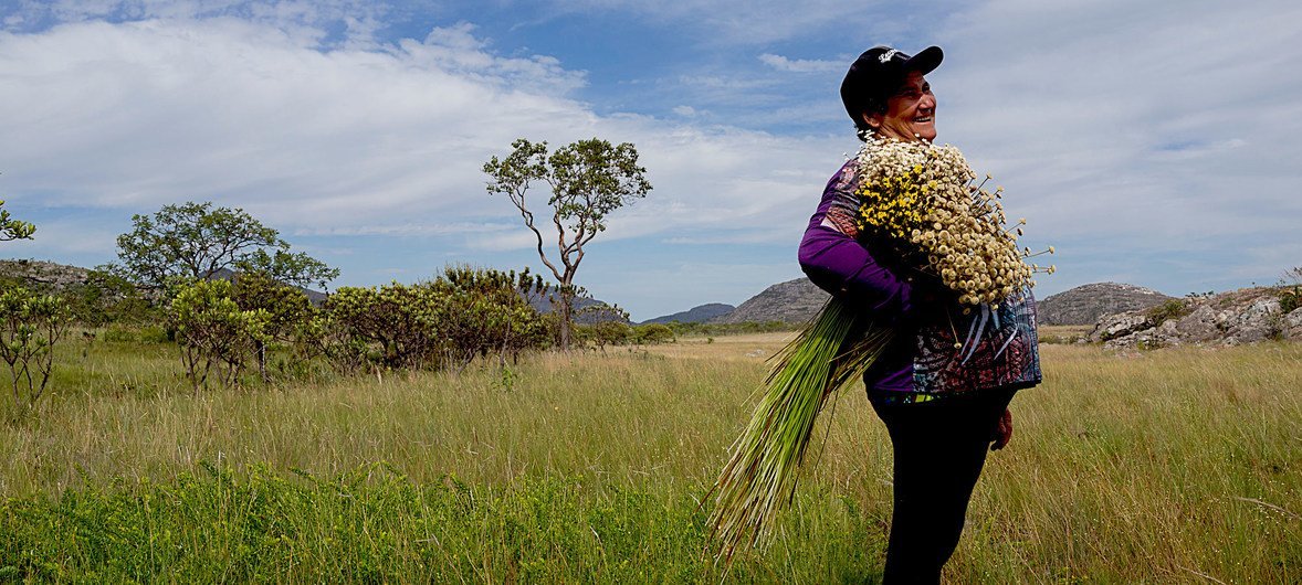 किसान, जो ब्राज़ील में दक्षिणी एस्पिनहाको पर्वत श्रृंखला में फूल इकट्ठा करते हैं, जैव विविधता को बढ़ावा देते हैं और पारंपरिक ज्ञान को संरक्षित करते हैं.