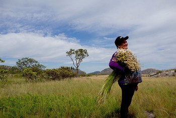 农民们在巴西埃斯皮尼亚索南部山脉采集花卉，这增强了生物多样性并保护了传统知识。