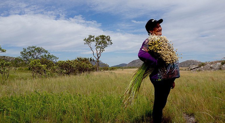 Os agricultores, que colhem flores na Serra do Espinhaço Meridional, no Brasil, aumentam a biodiversidade e preservam o conhecimento tradicional.