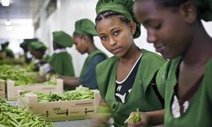 Young female workers pack beans on a farm in Addis Ababa, Ethiopia.
