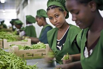 在埃塞俄比亚首都亚的斯亚贝巴的一个农场里，年轻的女工在打包豆子。