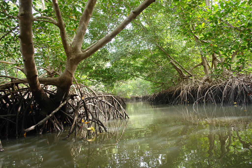 La communauté Diola de Kawawana dépend des mangroves, riches en poissons et en huîtres. 