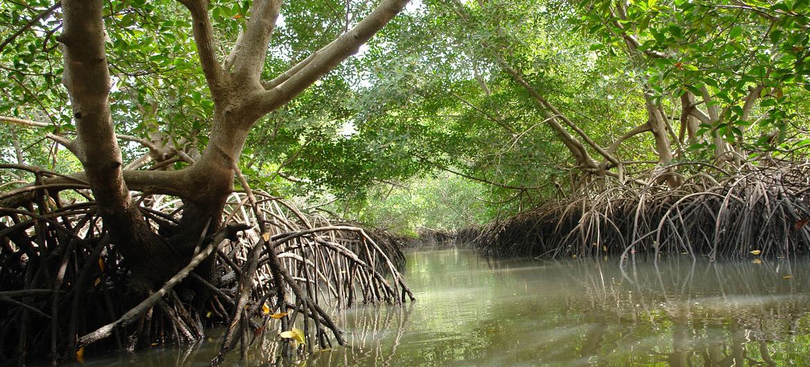 A comunidade Diola de Kawawana depende de manguezais, ricos em peixes e ostras