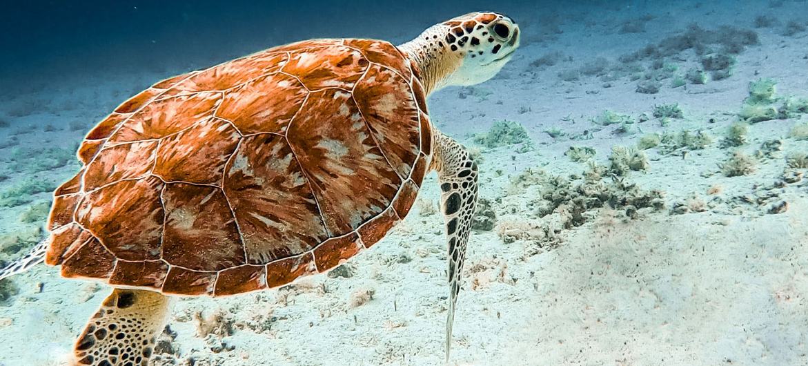 Con sólo 23 años, ha recorrido medio mundo, se ha convertido en fotógrafo submarino para National Geographic y ha documentado los efectos del cambio climático. En la imagen una tortuga en Galápagos.