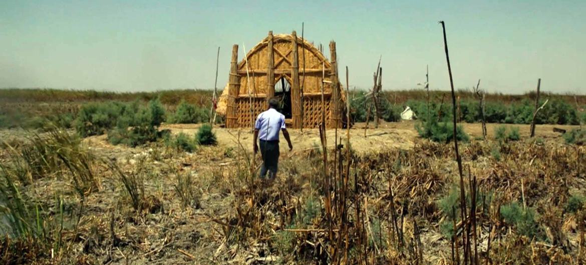 تأثرت منطقة الأهوار في العراق كثيرا بتغير المناخ. لم تعد الأهوار أهوارا، بل أصبحت أرضا جدباء تعاني من سنوات من الجفاف. 