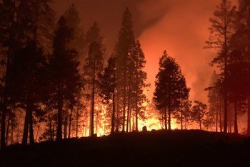  Лесные пожары и изменение климата взаимосвязаны – засухи, потепление, снижение относительной влажности, молнии и сильный ветер удлиняют периоды сильной жары и сезон лесных пожаров. 
