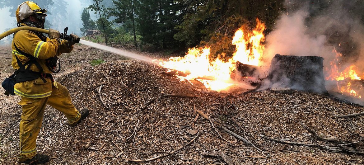 Из-за изменения климата лесам по всему миру все больше угрожают такие риски, как лесные пожары и вредители. 