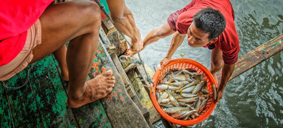 Fishers in Thailand bring their catch ashore.
