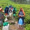 The tea-pluckers with their wet-weather gear at Blue Field tea estate in Ramboda, Sri Lanka.