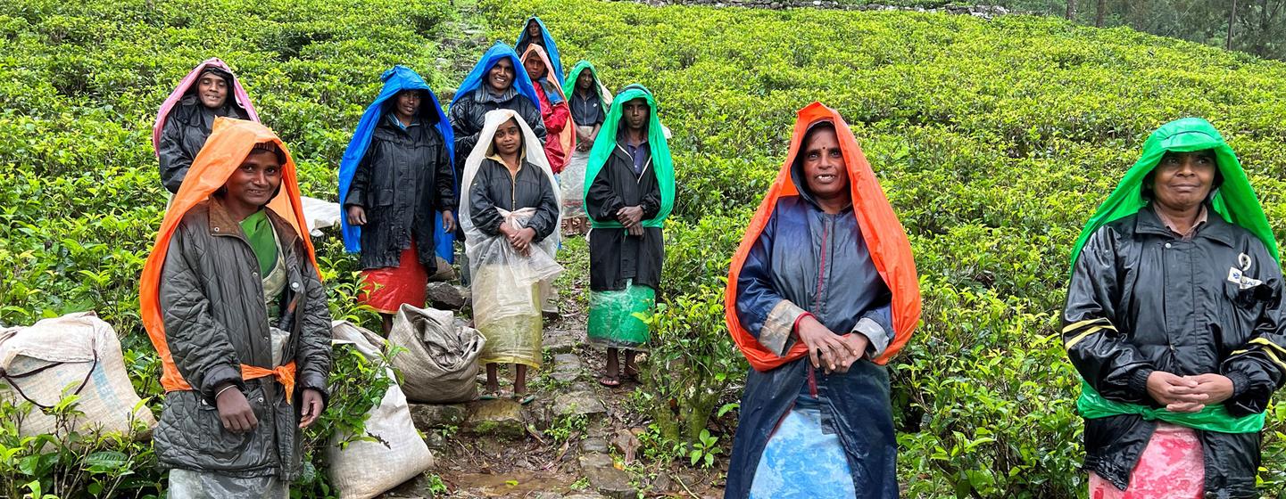 Un groupe de femmes cueilleuses de thé au Sri Lanka se tient sur un chemin dans une plantation de thé, vêtues de manteaux de pluie colorés et portant des sacs.