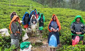 The tea-pluckers with their wet-weather gear at Blue Field tea estate in Ramboda, Sri Lanka.