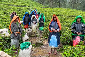 The tea-pluckers with their wet-weather gear at Blue Field tea estate in Ramboda, Sri Lanka.
