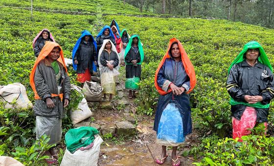 Un groupe de femmes cueilleuses de thé au Sri Lanka se tient sur un chemin dans une plantation de thé, vêtues de manteaux de pluie colorés et portant des sacs.