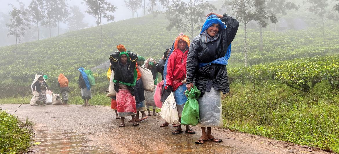 With their sacks full of tea leaves after a morning in the plantation, the workers head to the factory for the weigh-in.