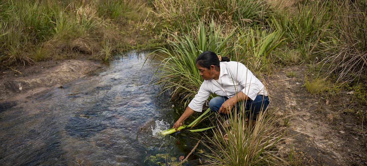 Teodora Vera lava plantas medicinales en el arroyo situado cerca de su comunidad. Teodora es una mujer indígena rural, participante del proyecto PROEZA. 