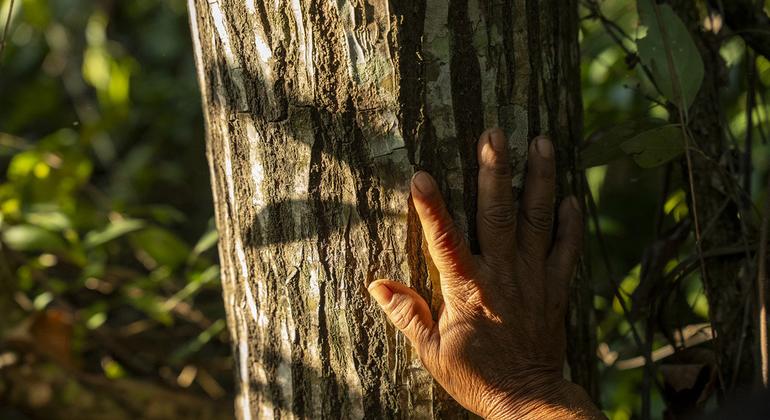 Teodora Vera muestra la conexión entre su comunidad y el bosque. Teodora es una mujer indígena rural, participante del proyecto PROEZA. 