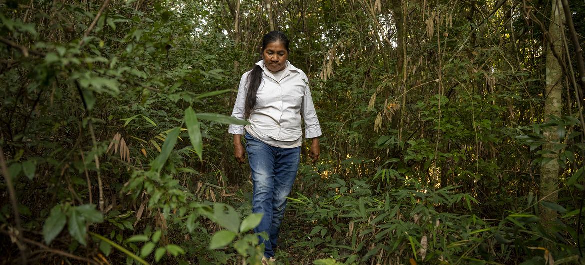Teodora Vera camina por el bosque. Teodora es una mujer indígena rural, participante del proyecto PROEZA. 