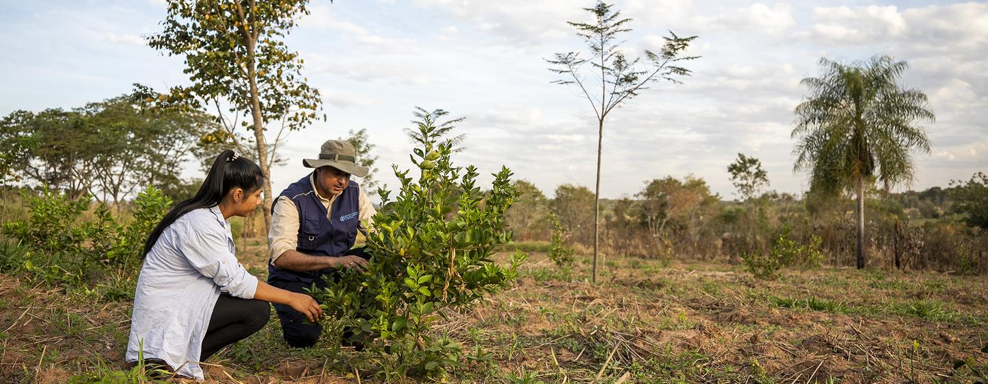 Elva Rosa Gauto y Luis Britos, oficial forestal de la FAO, hablan sobre el crecimiento de los árboles cítricos facilitado por el proyecto PROEZA. 