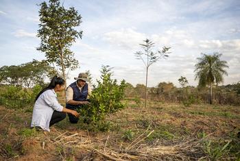 Elva Rosa Gauto y Luis Britos, oficial forestal de la FAO, hablan sobre el crecimiento de los árboles cítricos facilitado por el proyecto PROEZA. 