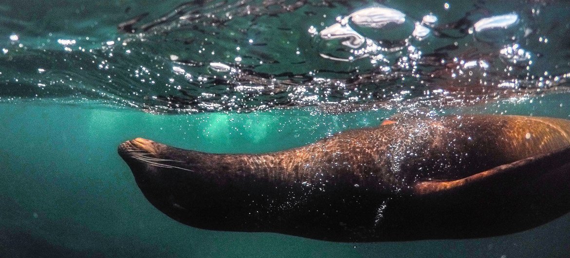 Una foca nada en las Islas Galápagos, en Ecuador. Una foca nada en las Islas Galápagos, en Ecuador.