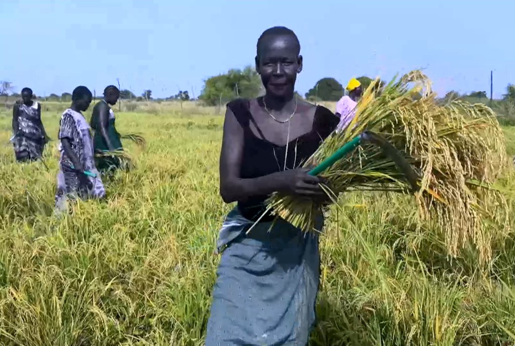Mwanamke wa Sudan Kusini akivuna mpunga shambani, huku wakulima wengine wakifanya kazi nyuma.