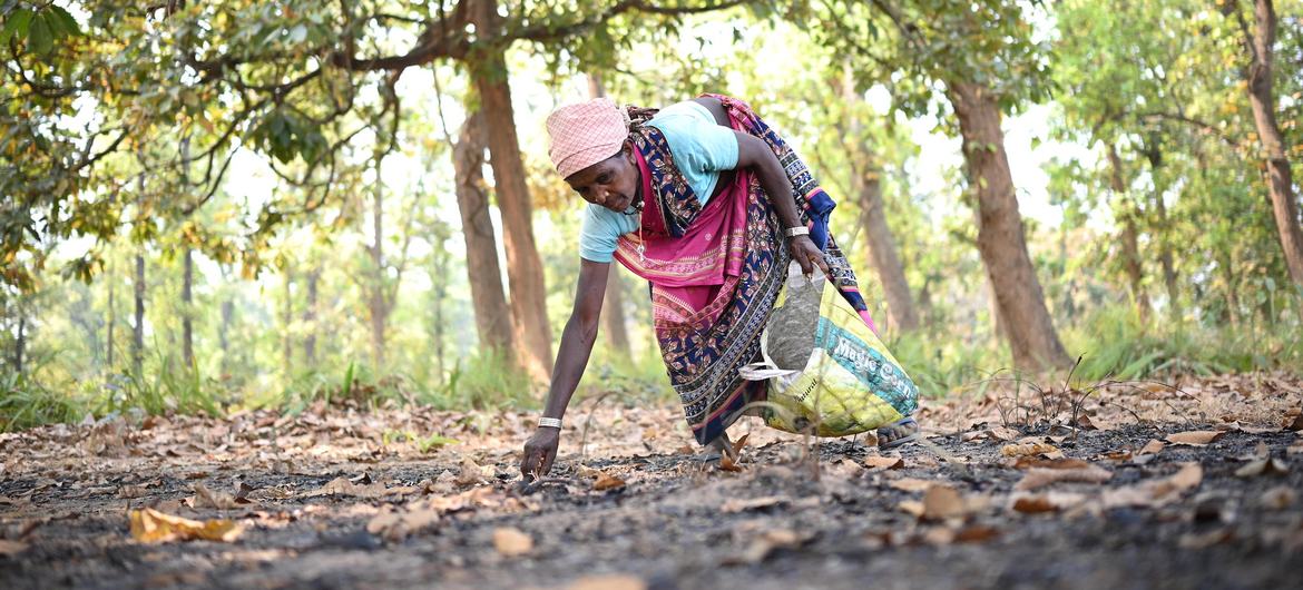 “Dependemos totalmente da floresta para nosso sustento. Faríamos qualquer coisa para protegê-la”, diz Phulwasan Kudupi, da tribo Gond, na aldeia Masulpani, Chhattisgarh, Índia.