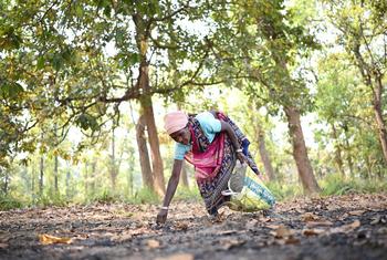 फुलवासन कुदुपी, औषधीय गुण वाले महुआ, हर्रा, बेहड़ा और तेंदू पत्ते चुनकर बाज़ार में बेचती है, जिससे उनके परिवार की गुज़र-बसर होती है.