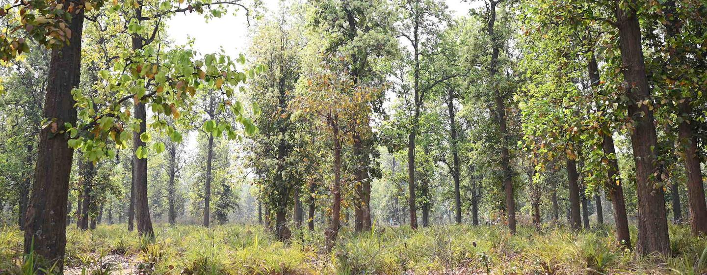 В лесах сосредоточено более 80 процентов всей биомассы.