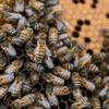 Медоносные пчелы находятся под угрозой исчезновения.  