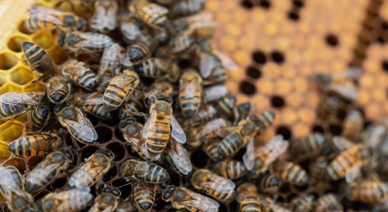 Apelo feito aos jovens é que exerçam um papel essencial abordando os desafios que as abelhas e outros polinizadores enfrentam