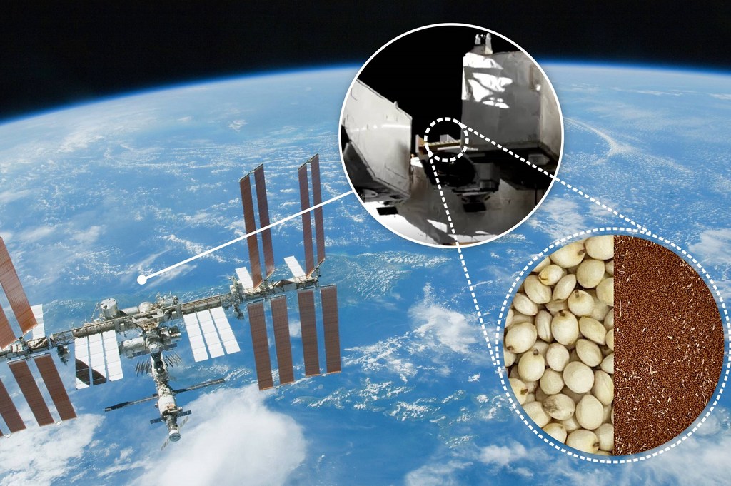 Les semences lancées dans l'espace en novembre 2022 ont été positionnées à l'intérieur et à l'extérieur de la station spatiale internationale pour être exposées à toute la gamme des rayonnements cosmiques et aux températures extrêmes de l'espace.