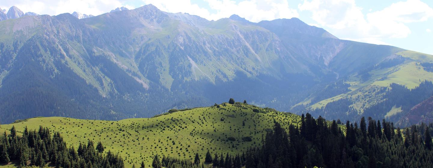 Au Kirghizistan, la FAO et ses organisations partenaires s'efforcent de restaurer les écosystèmes essentiels à la lutte contre le changement climatique.