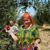 Сбор яблок в Узбекистане.