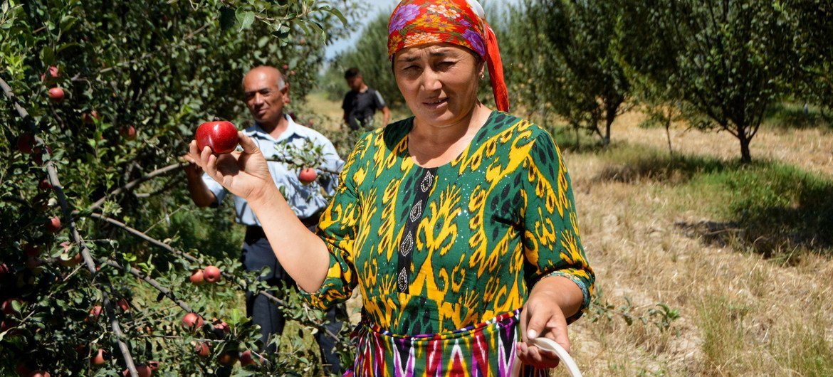 Сбор яблок в Узбекистане.