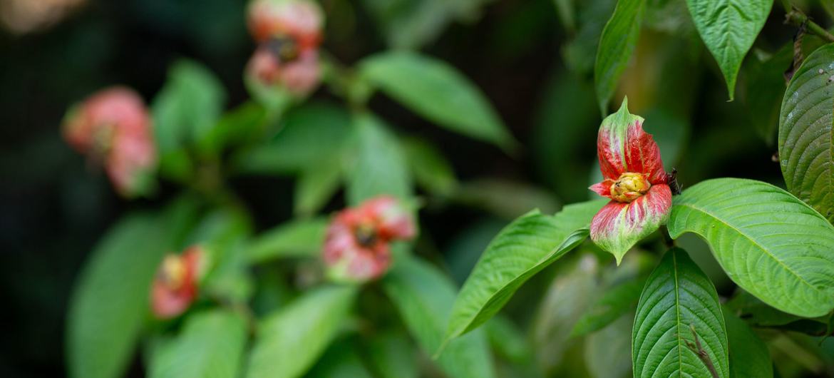 Una planta en la selva amazónica.