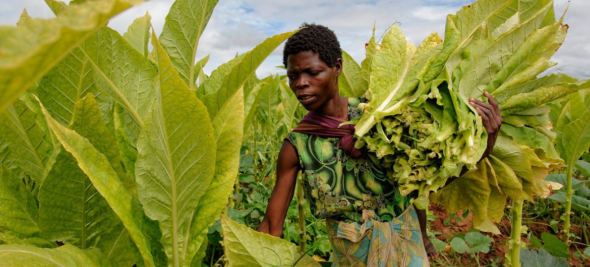 Uma mulher colhe tabaco em Kasungu, Malawi