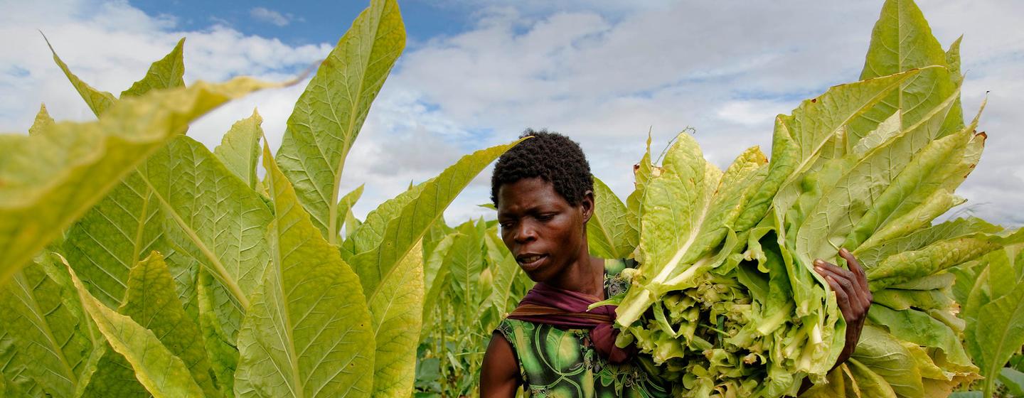 Une femme récolte du tabac à Kasungu, au Malawi. (archives)