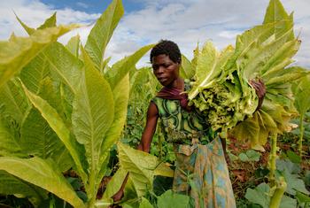Une femme récolte du tabac à Kasungu, au Malawi. (archives)