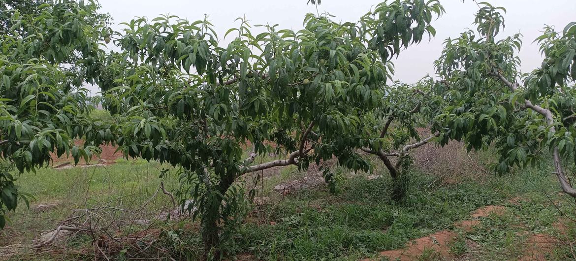 基于生物多样性保护理念，利用生物防治来管理的桃树。