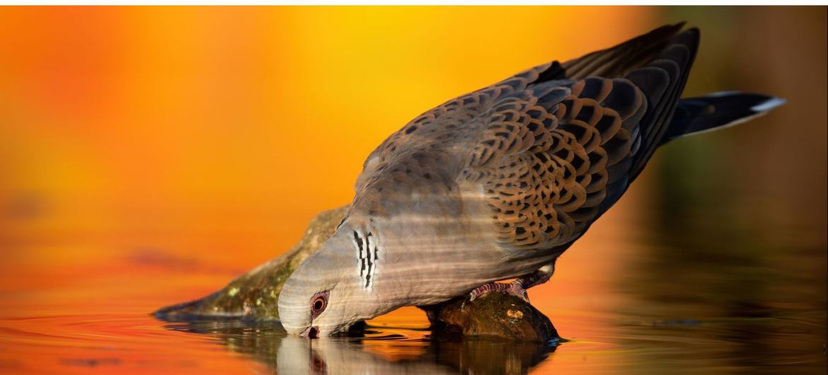 Un oiseau migrateur buvant de l'eau