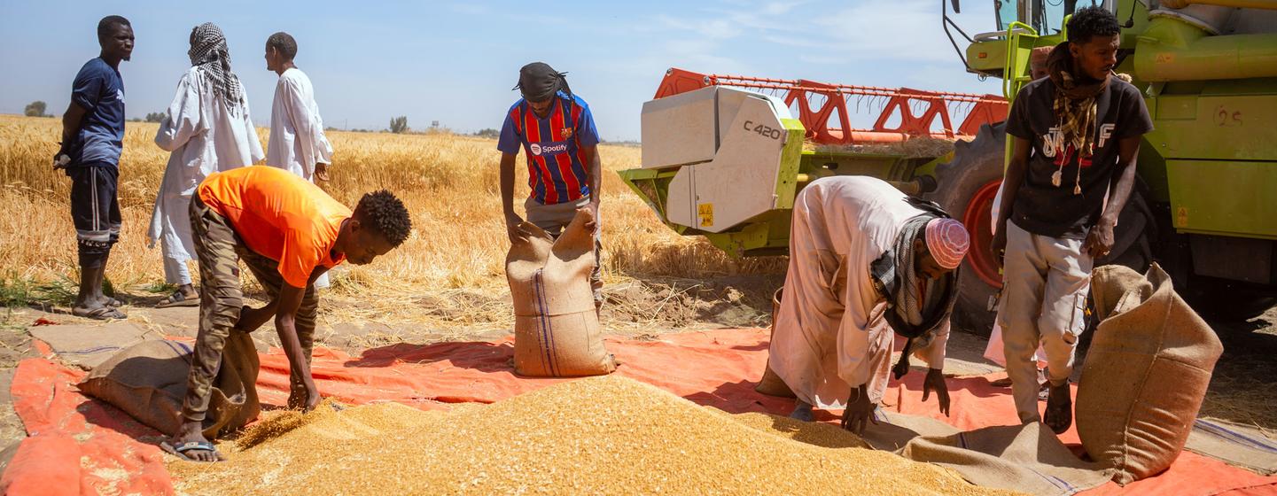 Au Soudan, à Dongola, dans l'État du Nord, de petits exploitants agricoles ensachaient des grains de blé récoltés sur une bâche rouge à côté d'une moissonneuse-batteuse lors d'une cérémonie de remise.