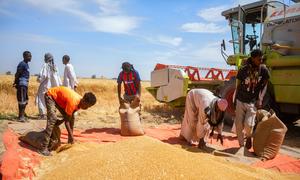 Au Soudan, à Dongola, dans l'État du Nord, de petits exploitants agricoles ensachaient des grains de blé récoltés sur une bâche rouge à côté d'une moissonneuse-batteuse lors d'une cérémonie de remise.