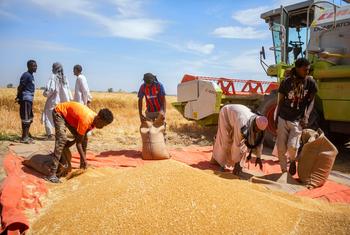 Des agriculteurs du nord du Soudan mettent en sac leur récolte de blé.
