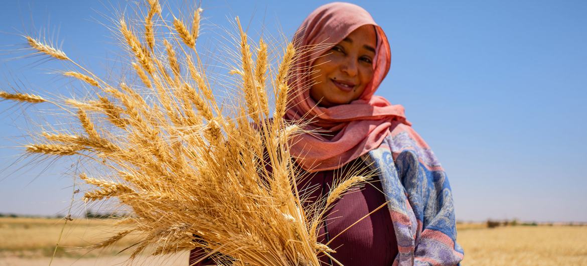 ФАО: мировое производство зерновых в 2024 году достигнет исторического максимума